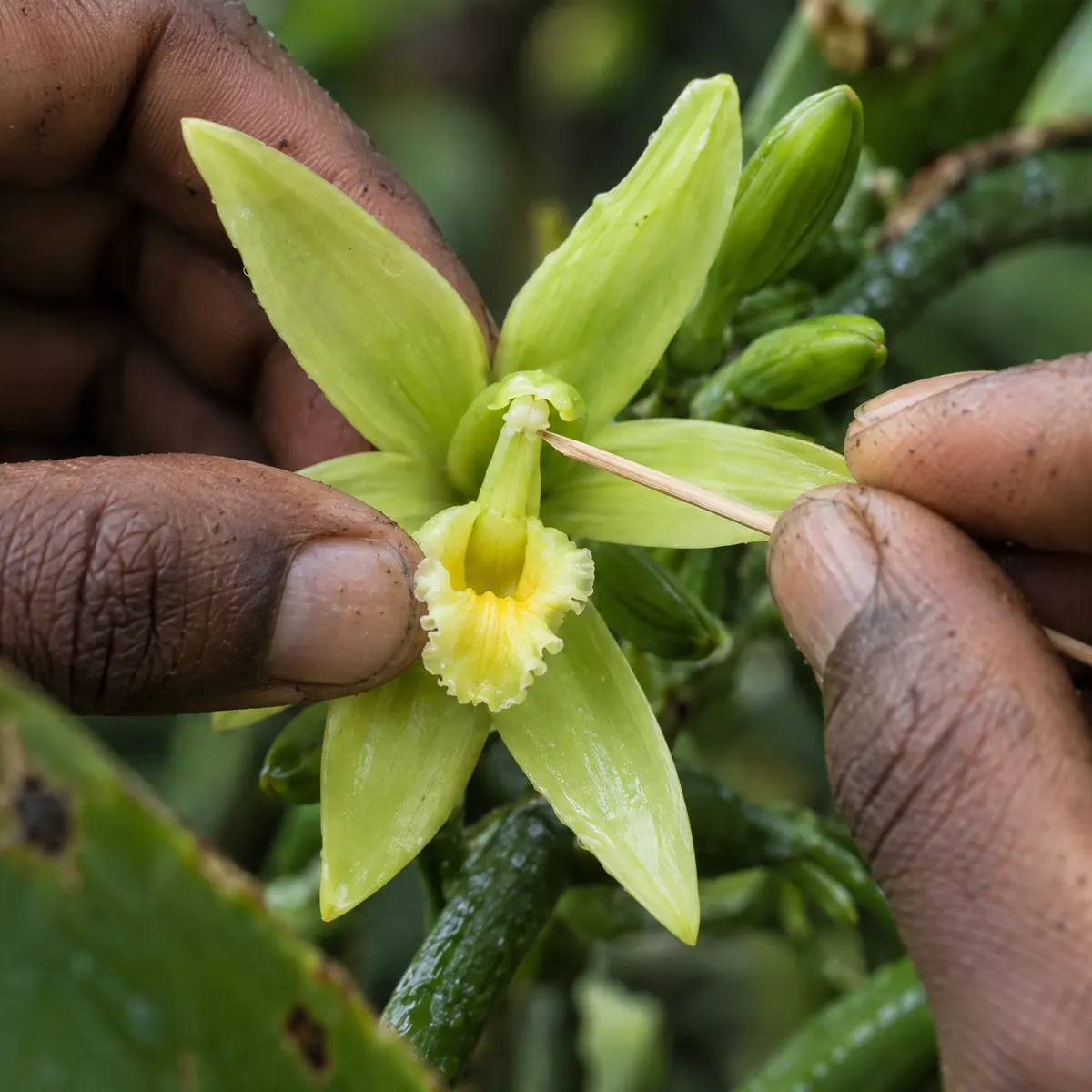 Pollinisation manuelle de la fleur de vanille : une aiguille de bambou soulève le rostellum