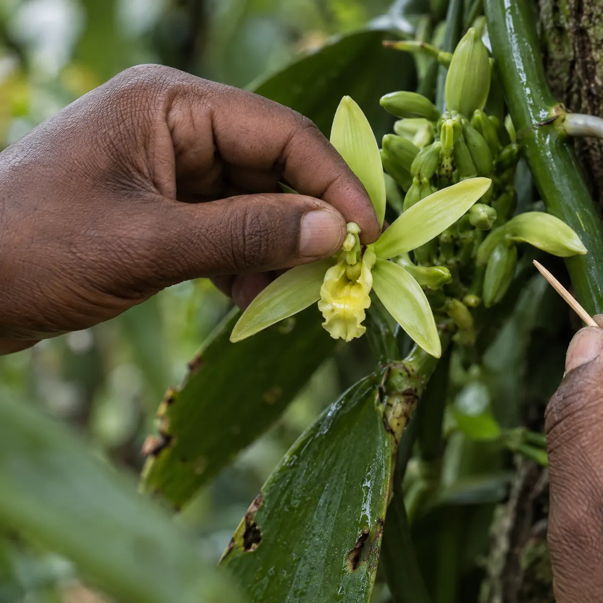 Pollinisation manuelle de la fleur de vanille : le pouce presse le pollen sur le stigmate
