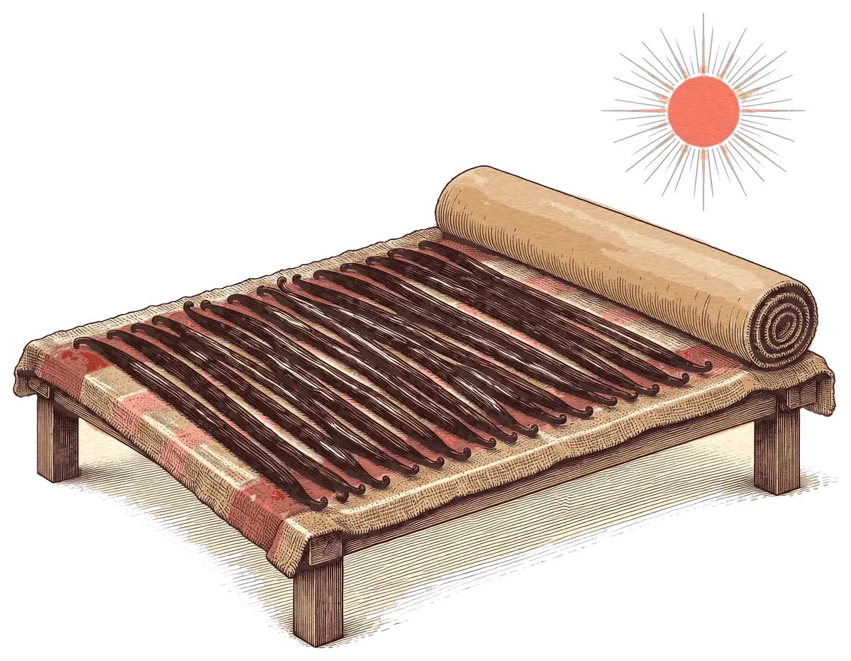 Illustration de gousses de vanille brunes séchant en rangs sur une couverture au soleil