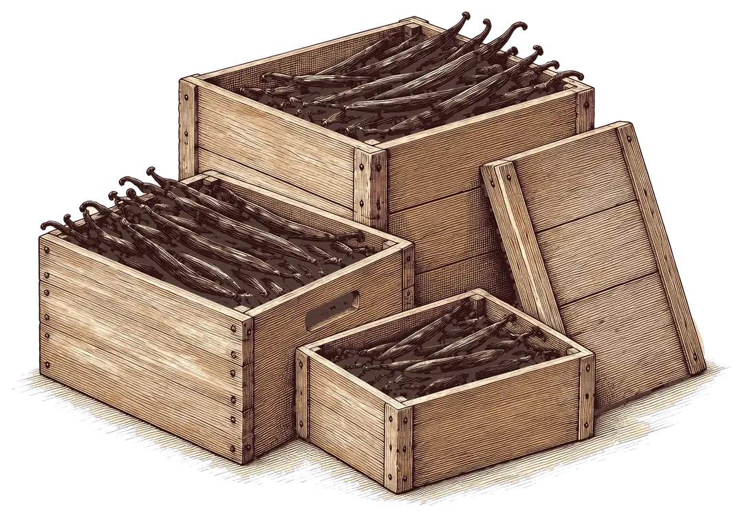 Illustration de caisses en bois ouvertes remplies de gousses de vanille préparées