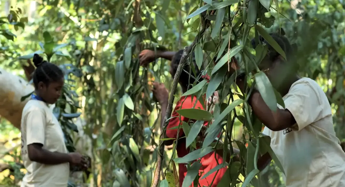 Producteurs de vanille entretenant les lianes sous le couvert forestier à Madagascar Producteurs de vanille entretenant les lianes sous le couvert forestier à Madagascar