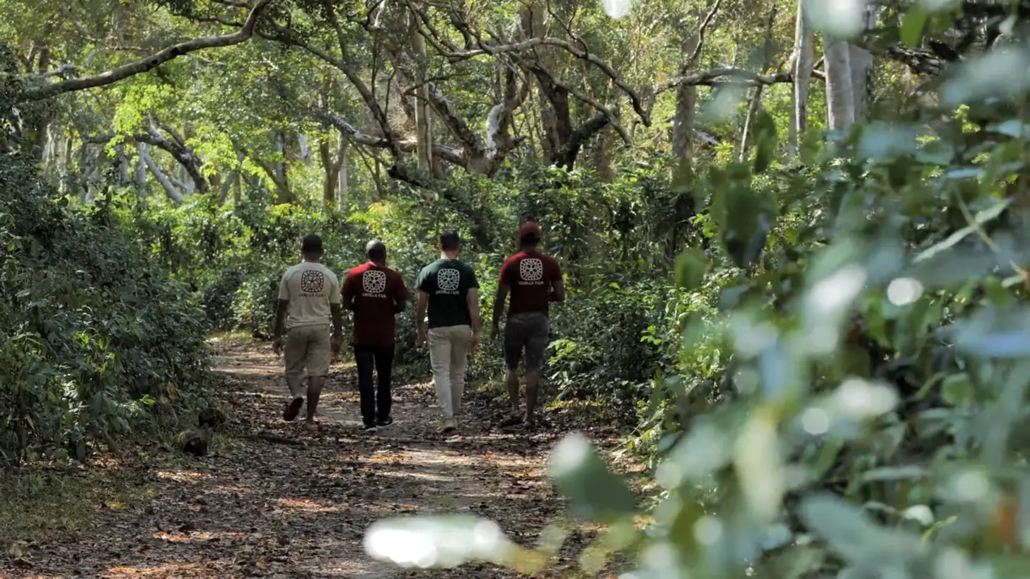 Vanilla Fair field team walking along a forest track to the vanilla growers Vanilla Fair field team walking along a forest track to the vanilla growers