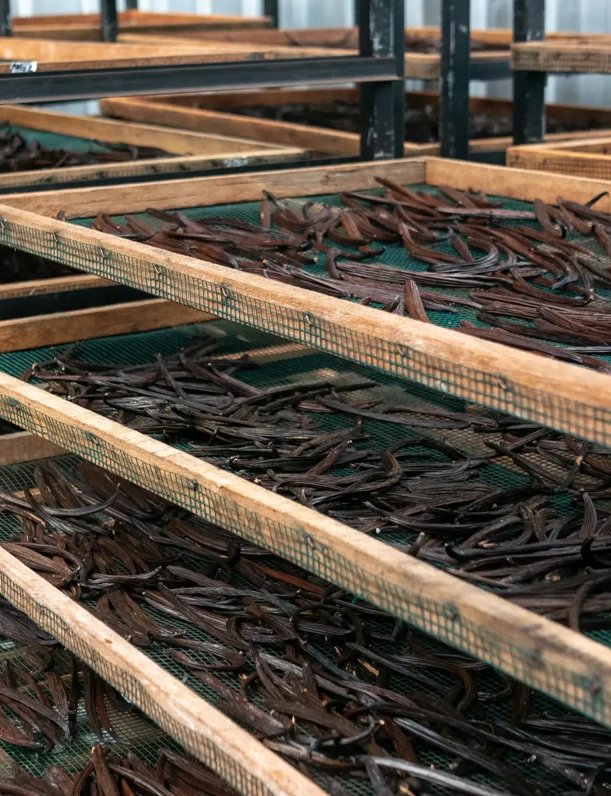 Cured vanilla beans resting on wooden mesh trays stacked in drying racks Cured vanilla beans resting on wooden mesh trays stacked in drying racks