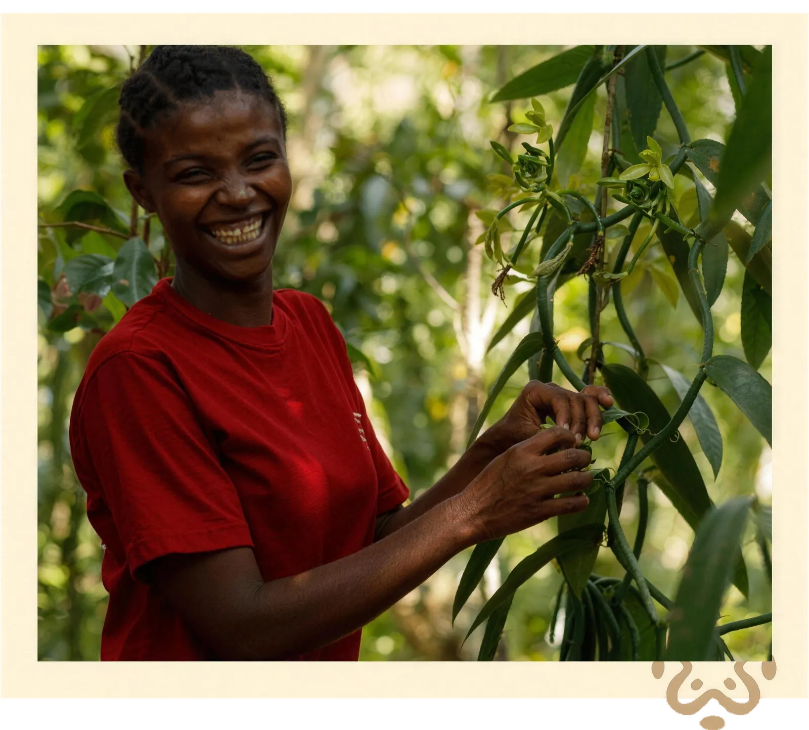 Lieferant für Fair-Trade-Vanille, ethisches Unternehmen Vanilla Fair rund um Maroantsetra (Region Analanjirofo) auf Madagaskar Lieferant für Fair-Trade-Vanille, ethisches Unternehmen Vanilla Fair rund um Maroantsetra (Region Analanjirofo) auf Madagaskar