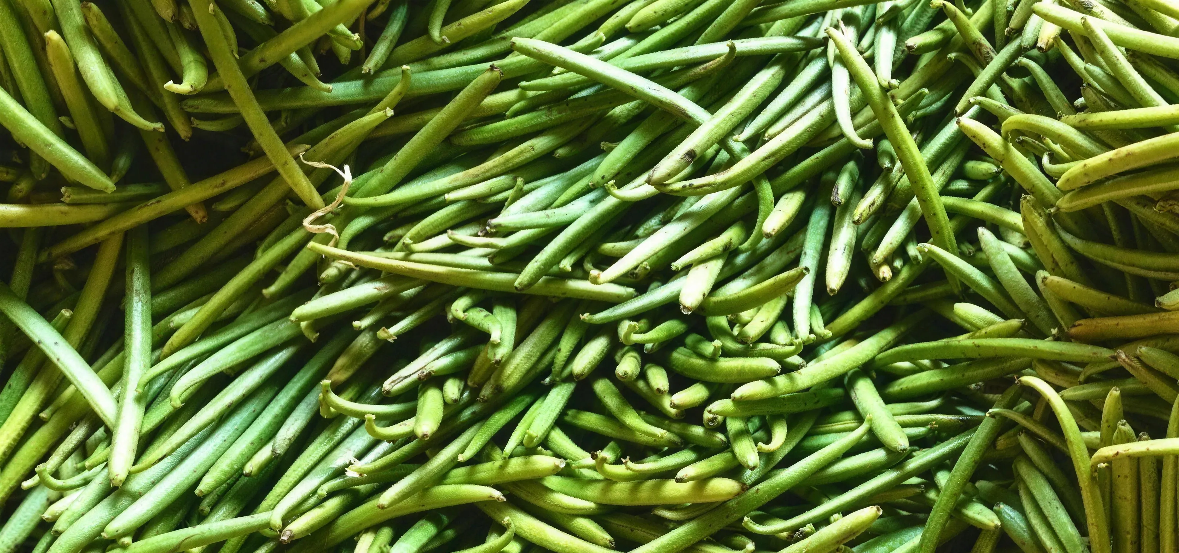 Lieferant für Bio-Vanilleschoten, frische grüne Planifolia-Schoten aus Maroantsetra (Region Analanjirofo), Madagaskar Lieferant für Bio-Vanilleschoten, frische grüne Planifolia-Schoten aus Maroantsetra (Region Analanjirofo), Madagaskar