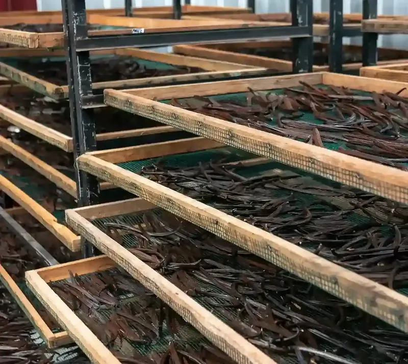 Gousses de vanille préparées en affinage sur des claies en bois Gousses de vanille préparées en affinage sur des claies en bois
