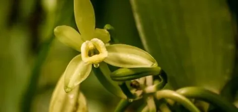 Vanilla Flowers Vanilla Flowers