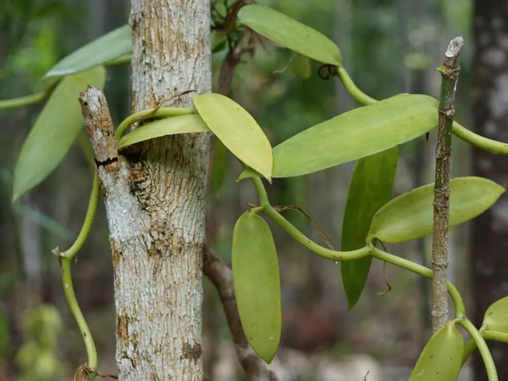 Vanilla plants in a Madagascar plantation
