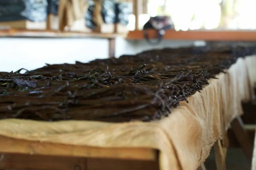 Vanilla beans laid out for shade drying