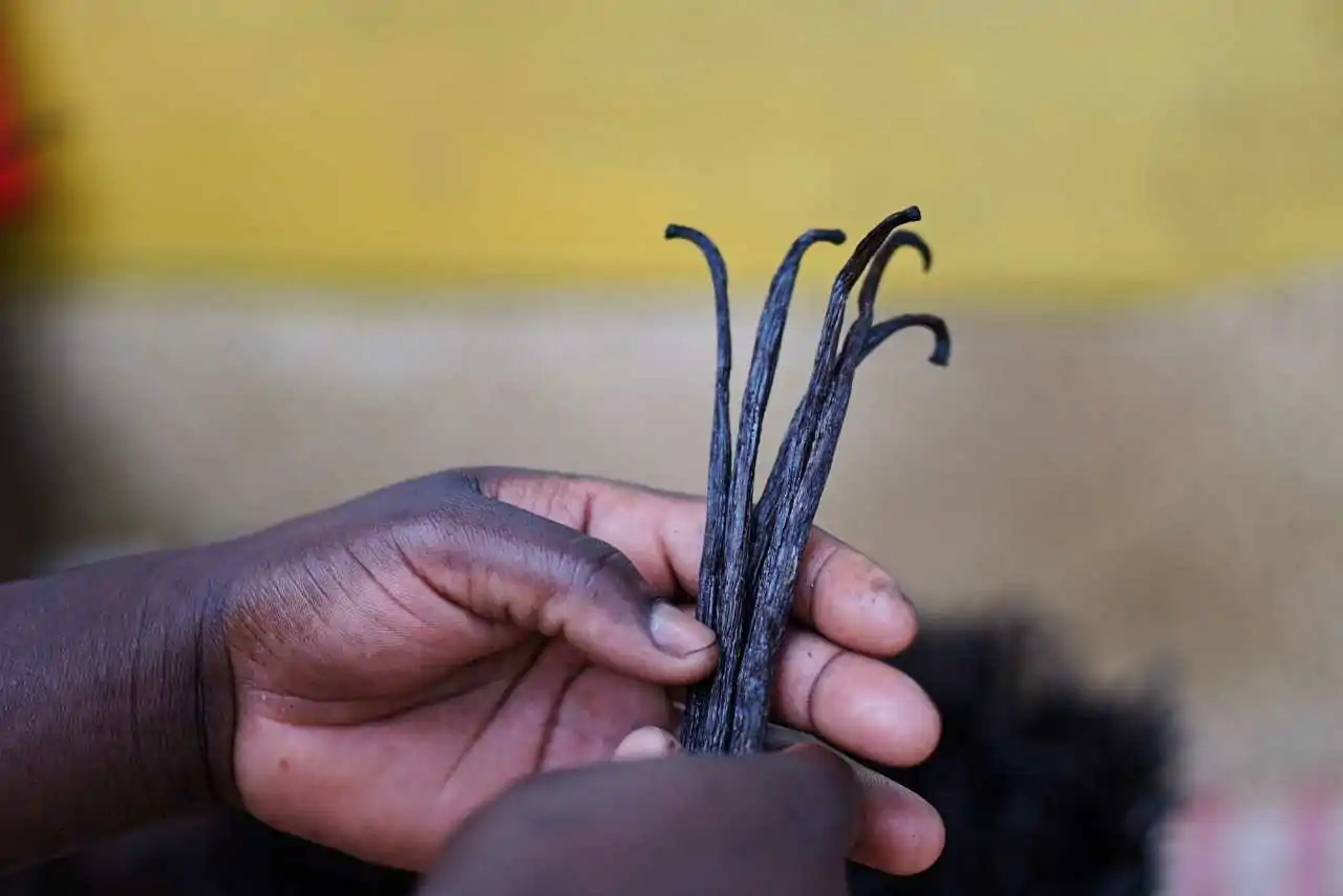 Close-up view of TK Vanilla Beans held in one of our team member's hands madagascar