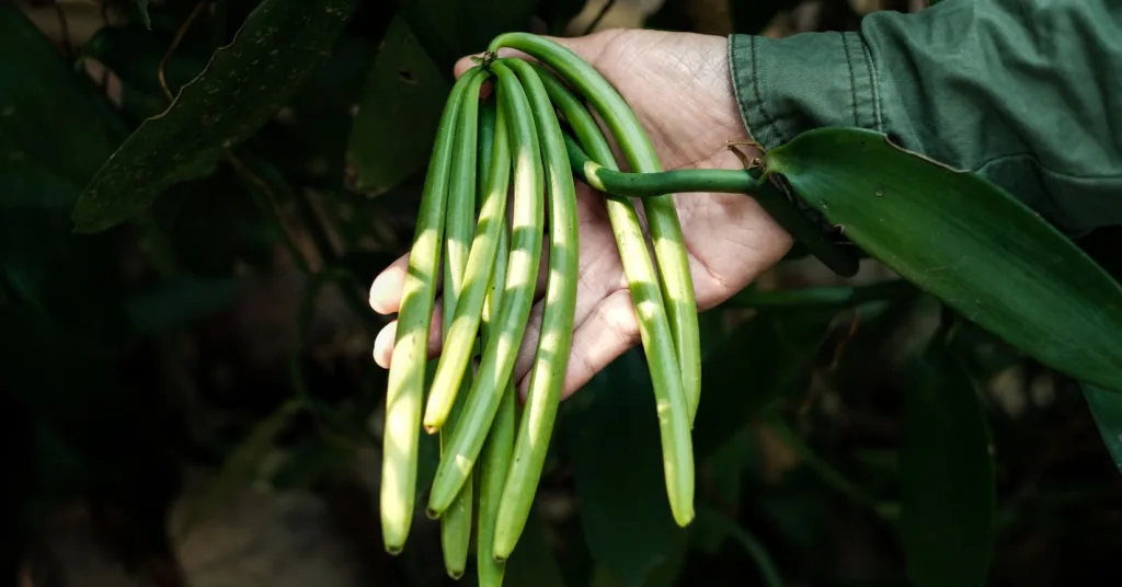 A farmer's hand holding a bunch of green vanilla beans in a lush vanilla plantation, showcasing the early stage of Madagascar Bourbon vanilla cultivation