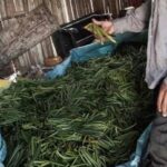 À Madagascar, les planteurs de vanille peinent à trouver des acheteurs