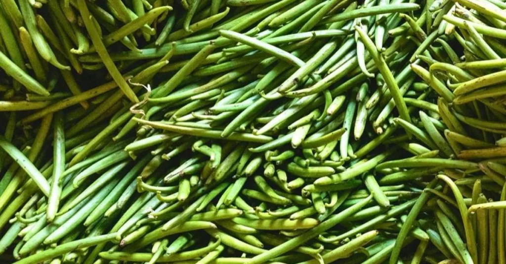 Pile of fresh green vanilla beans highlighting the initial stage of vanilla processing