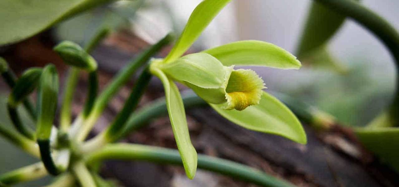 Découverte des Profils Aromatiques de la Vanilla Planifolia