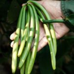 Madagascar Bourbon Vanilla: the Black Gold of spice wholesalers