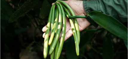 Madagascar Bourbon Vanilla: the Black Gold of spice wholesalers