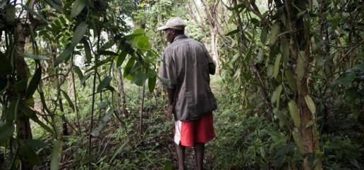 Madagascar Vanilla Source